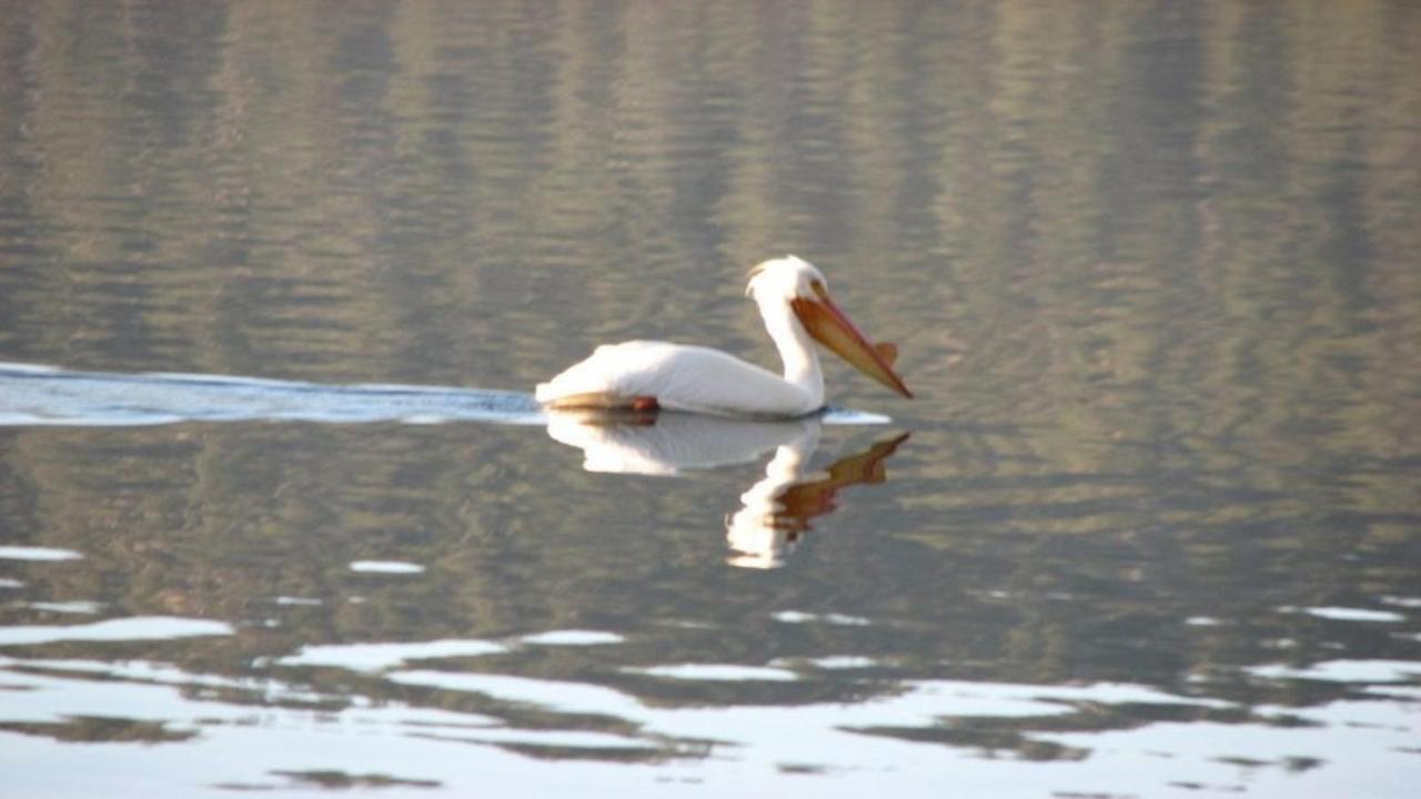 Feathernest On The Lake Villa Fawnskin Luaran gambar